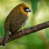 Vousak zejkozoby - Semnornis frantzii - Prong-billed Barbet o1734